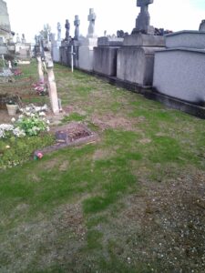 Pousse de l'herbe suite à la revégétalisation d'un cimetière